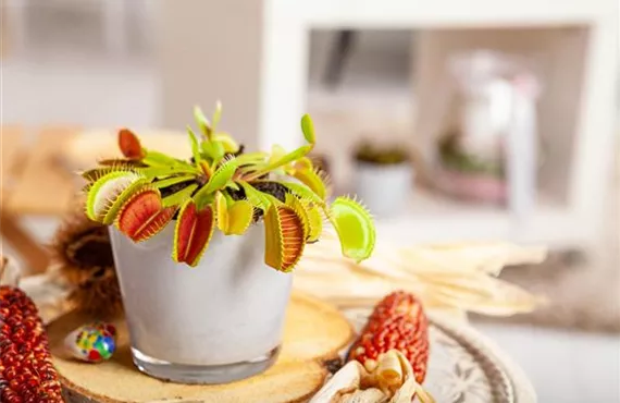 GS653751_Dionaea muscipula_.jpg GS653751_Dionaea muscipula_.jpg