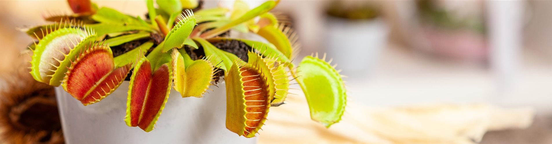 GS653751_Dionaea muscipula_-0-1355-5616-1203