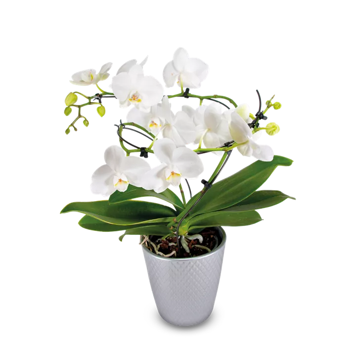 Schmetterlingsorchidee