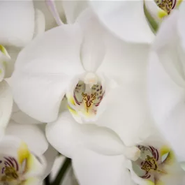 Phalaenopsis Balanz Mix