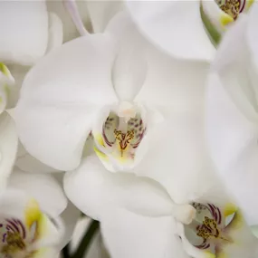 Phalaenopsis Balanz Mix