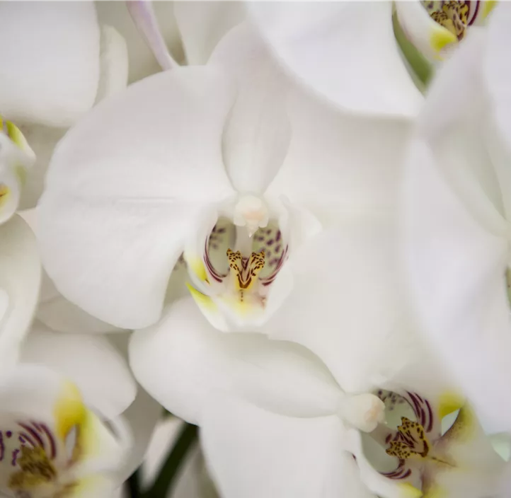 Schmetterlingsorchidee