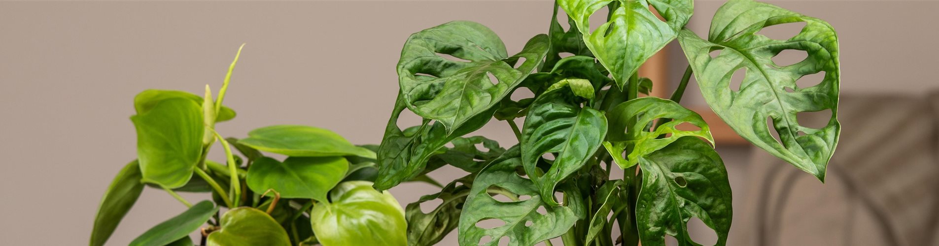 GS650574_Monstera adansonii Monkey Leaf_-0-609-6146-1317 GS650574_Monstera adansonii Monkey Leaf_-0-609-6146-1317