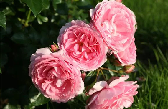 rosa farbende Beetrose rosa farbende Beetrose