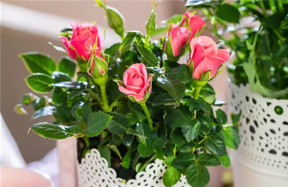 Edelrose in einem Übertopf im Wohnzimmer Edelrose in einem Übertopf im Wohnzimmer