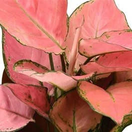 Aglaonema Pink Star