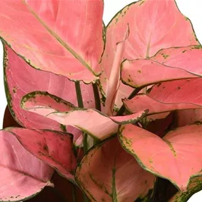 Aglaonema Pink Star