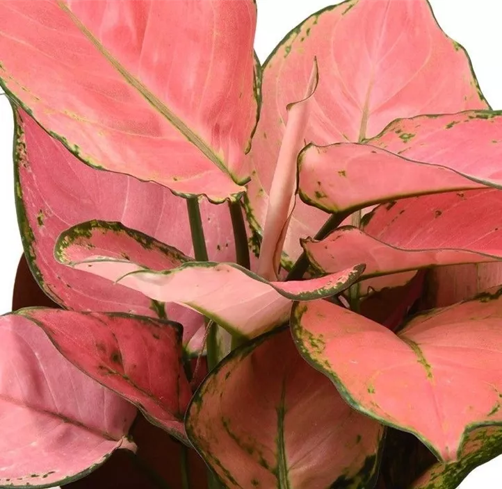 Koldenfaden 'Pink Star'