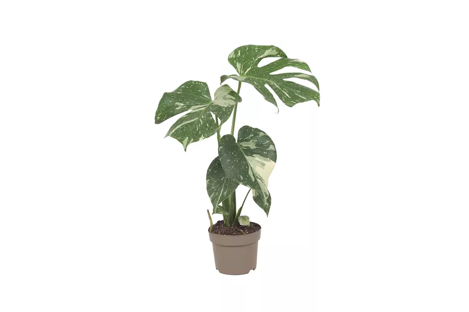 philodendron baudoense Philodendron baudoense Amazonas  Jordan's Jungle