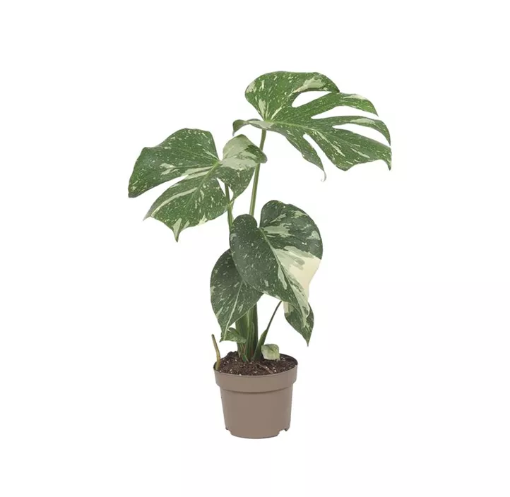 Monstera 'Thai constellation'