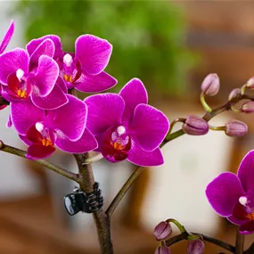 Phalaenopsis multiflora Bellisimo