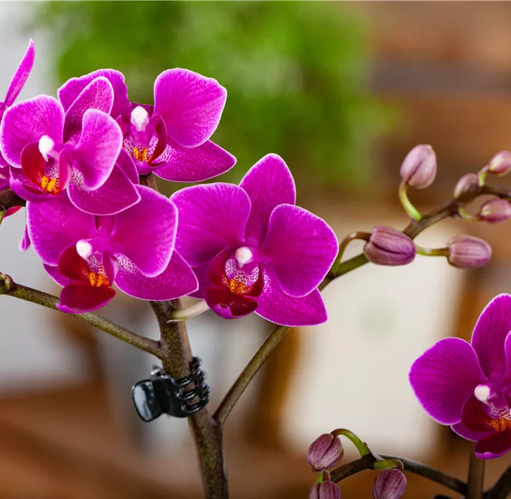 Kleinblumige Schmetterlingsorchidee 'Bellissimo'