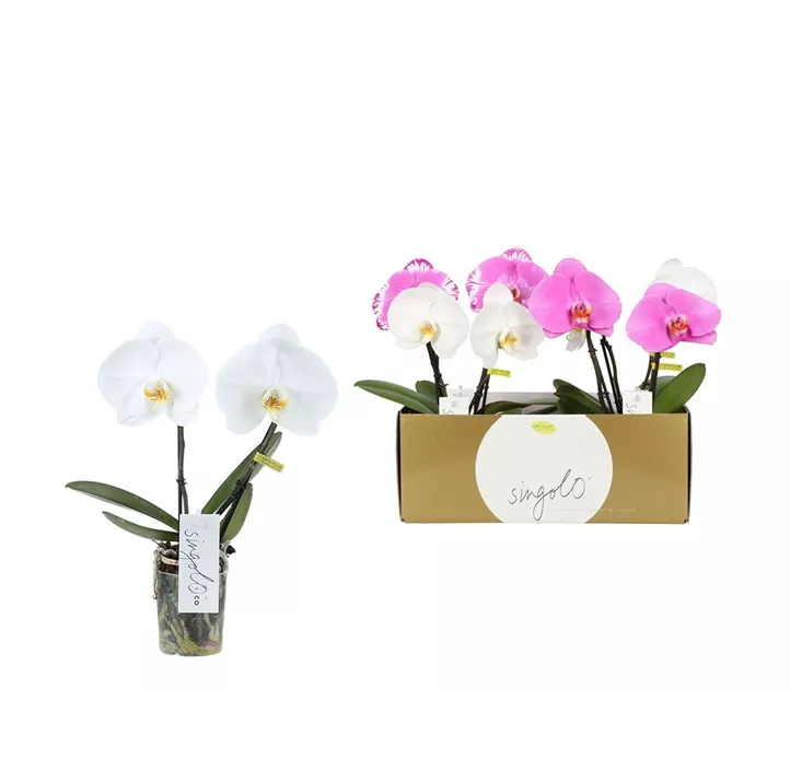 Schmetterlingsorchidee 'Singolo®'