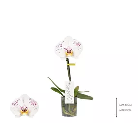 Phalaenopsis Singolo Owari