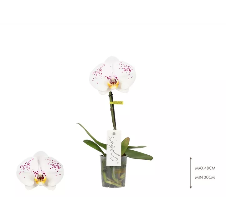 Schmetterlingsorchidee 'Singolo® Owari'