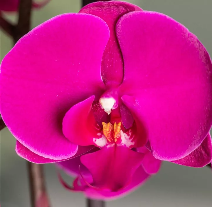 Schmetterlingsorchidee 'Singolo® Shima'