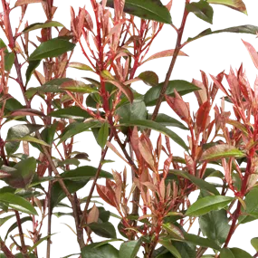 Photinia fraseri Compacta