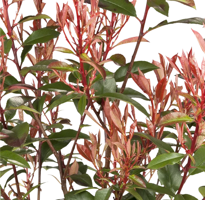 Glanzmispel 'Compacta'