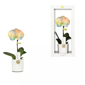 Phalenopsis Singolo Arto Limited '24