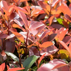 Photinia fraseri Red Robin