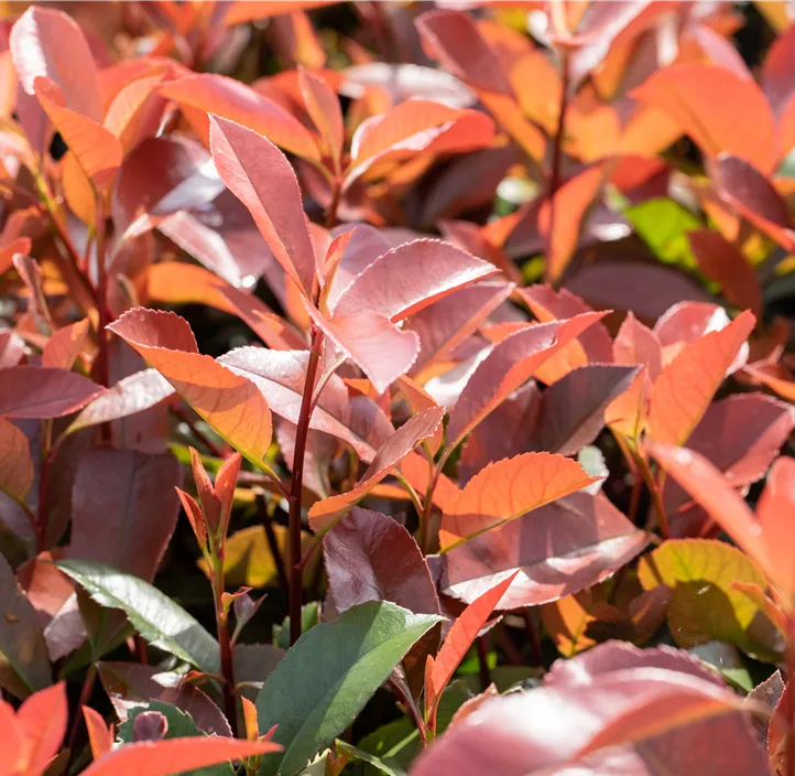 Glanzmispel 'Red Robin'