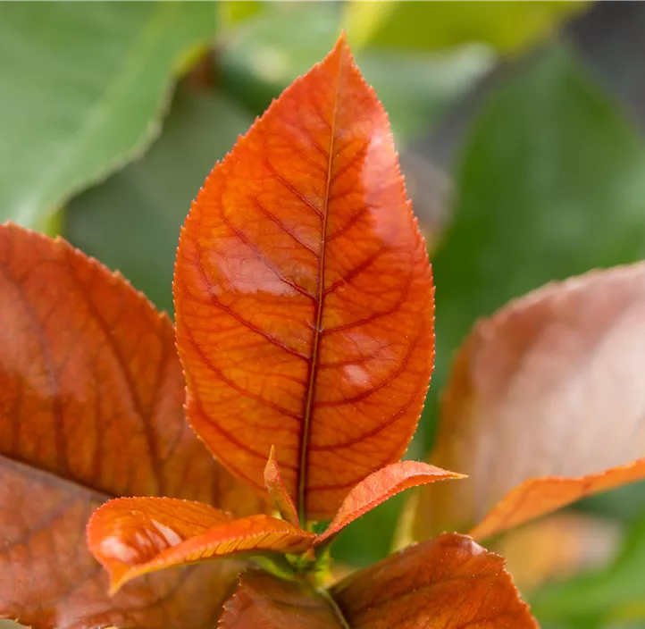 Glanzmispel 'Red Robin', 20 Liter Topf