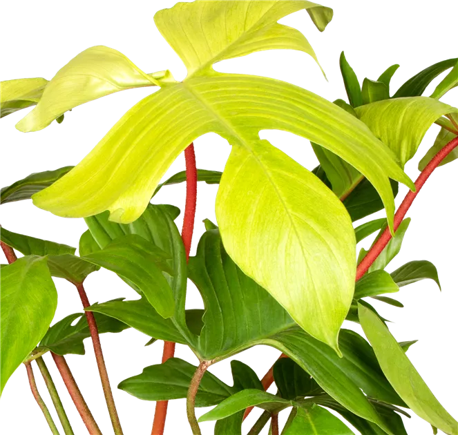 Philodendron Florida Ghost, Philodendron 'Florida Ghost' - Bellaflora