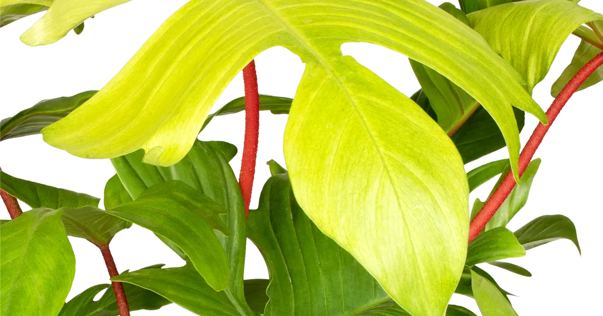 Philodendron Florida Ghost, Philodendron 'Florida Ghost' - Bellaflora