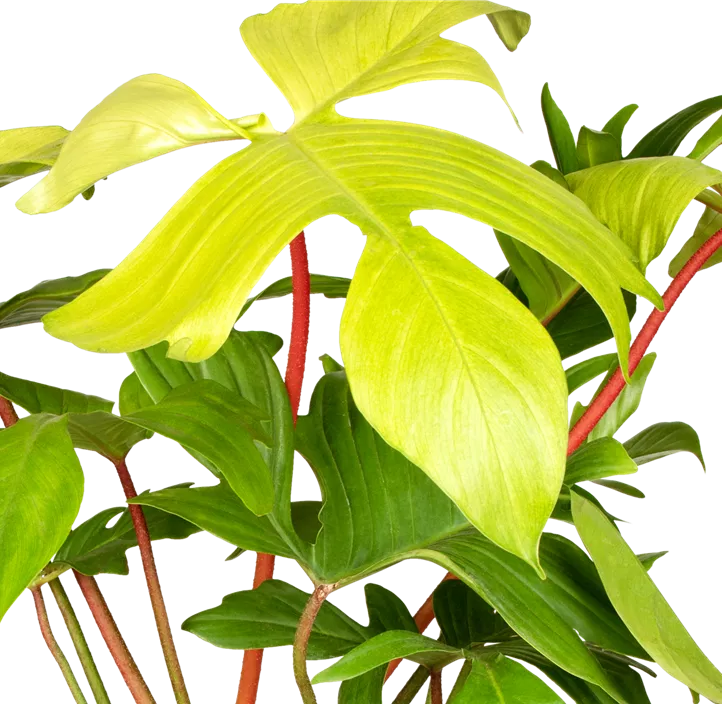Philodendron 'Florida Ghost'