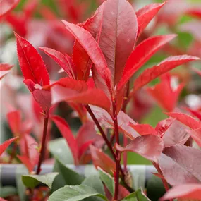 Photinia fraseri Red Robin (Lieferartikel)