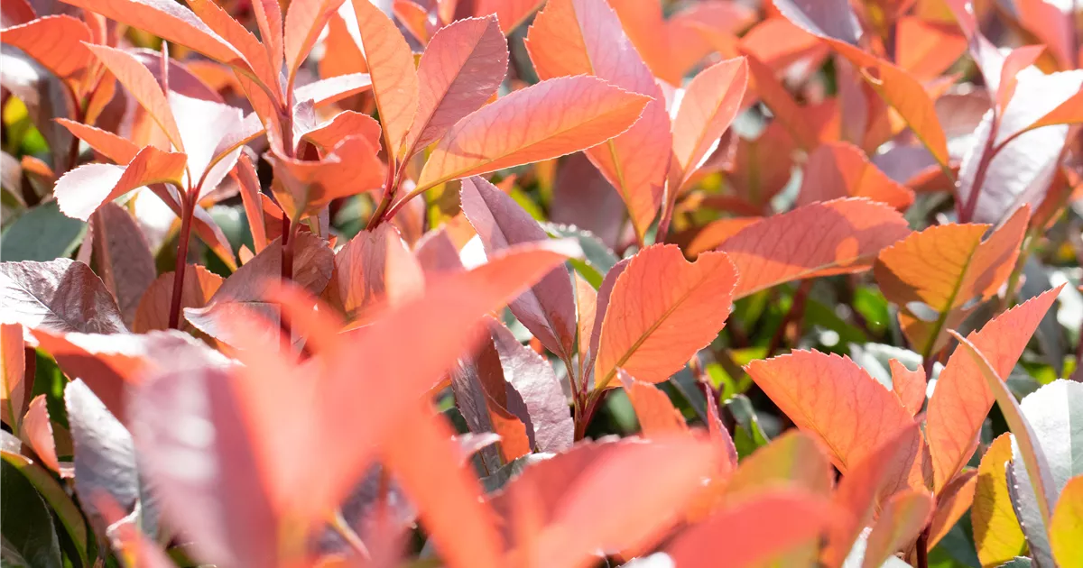 Photinia fraseri 'Red Robin' (Lieferartikel), Glanzmispel 'Red Robin' -  Bellaflora