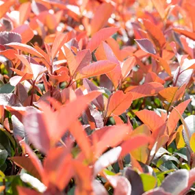Photinia fraseri 'Red Robin' (Lieferartikel)