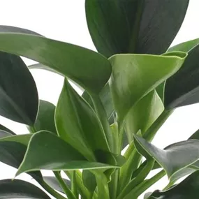 Philodendron Green Princess