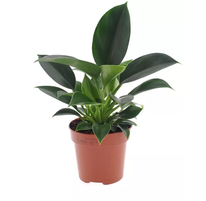 Philodendron 'Green Princess'