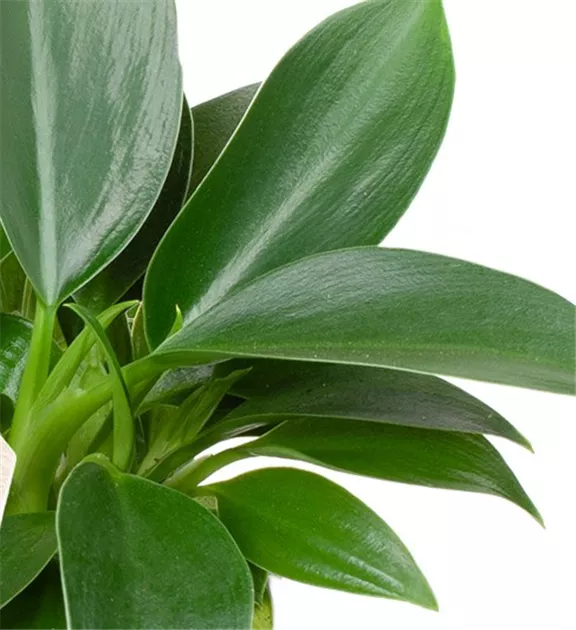citron buddha hand plant Buddha's Hand Citron main image 0