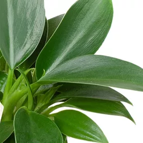 Philodendron Green Princess Mini