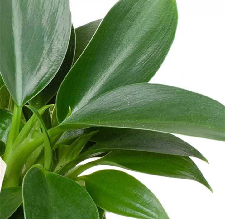 Philodendron 'Green Princess'