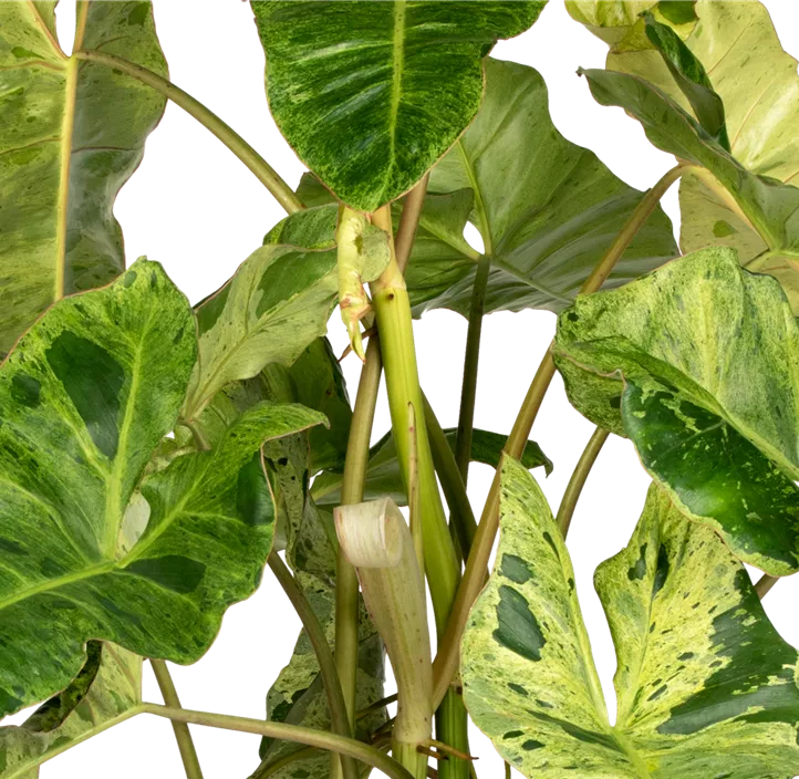 Philodendron 'Paraiso Verde Variegata'