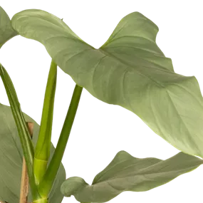 Philodendron Silver Queen