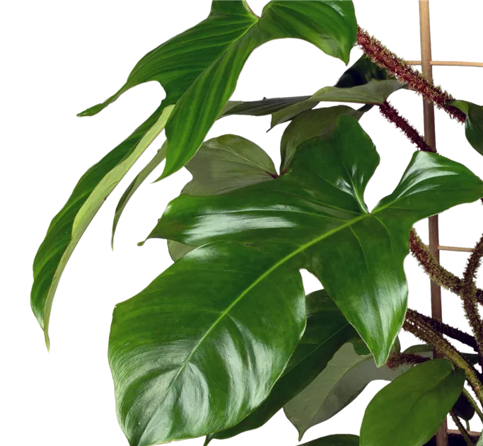 chocolate cosmos plant Cosmos Atrosanguineus (Chocolate Cosmos)
