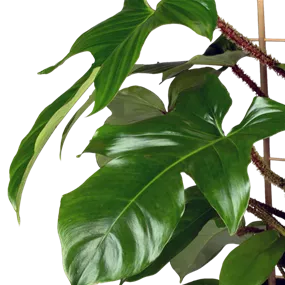 Philodendron Squamiferum