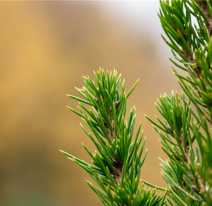 Zuckerhut-Fichte 'Conica'