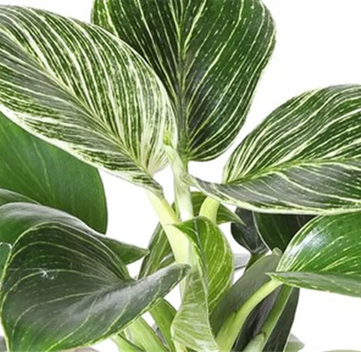 Philodendron 'White Measure'