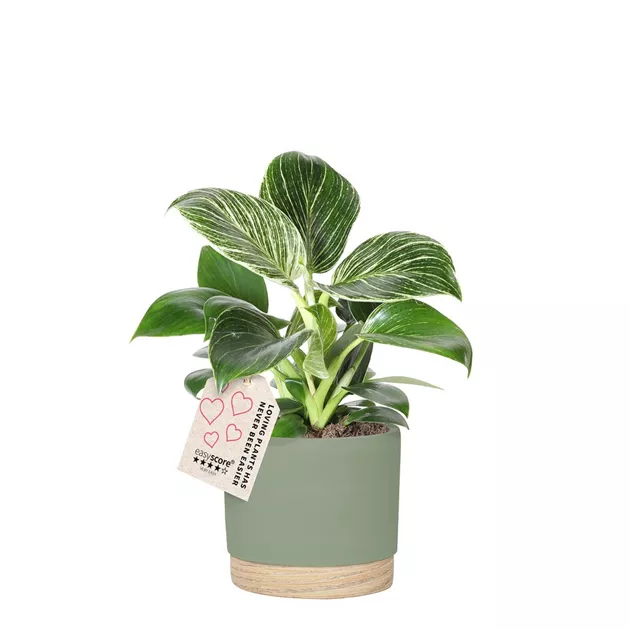 philodendron plowmanii kaufen Philodendron Plowmanii Watermelon (young plant) main image 0