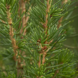 Picea glauca Conica