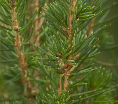 Picea glauca Conica
