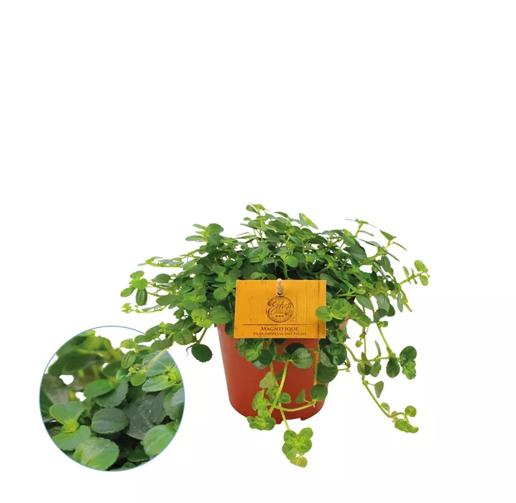 Kanonierblume 'Sao Paulo'