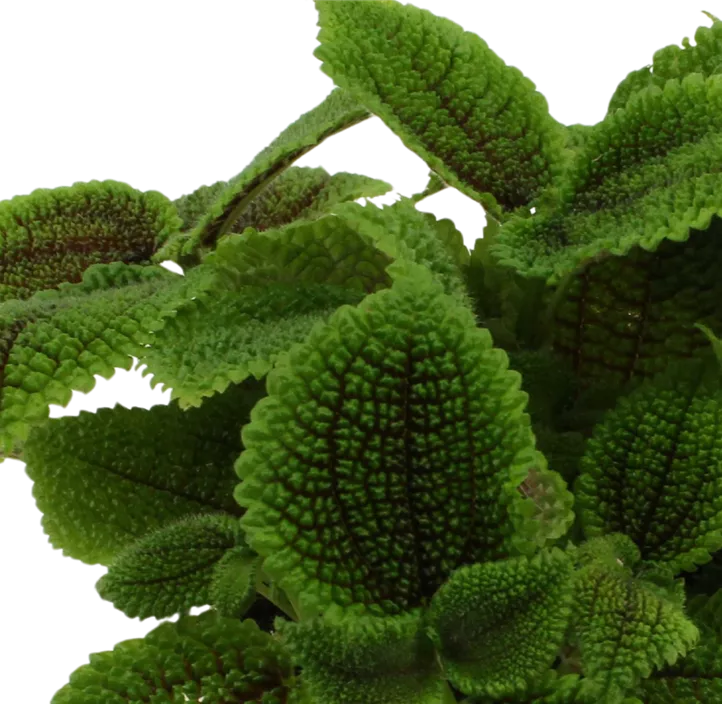 Kanonierblume 'Moon Valley'