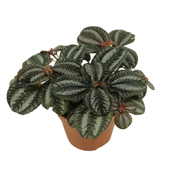 Kanonierblume 'Norfolk'