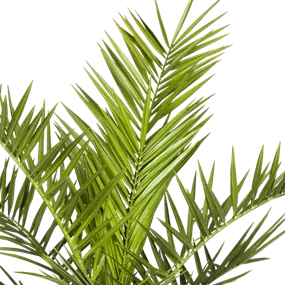 Phönix roebelini Sizilien